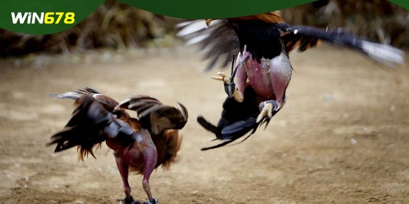 Bí kíp cược đấu kê dùng cựa dao siêu đơn giản tại nền tảng