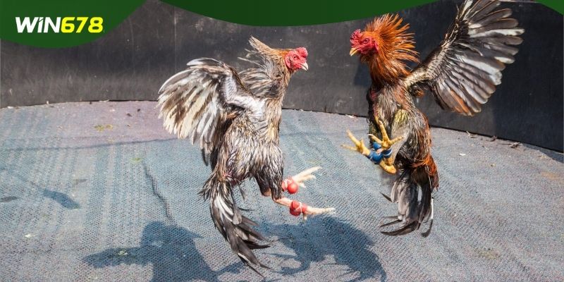 Điểm danh một số lưu ý mà hội viên cần nắm khi đấu kê